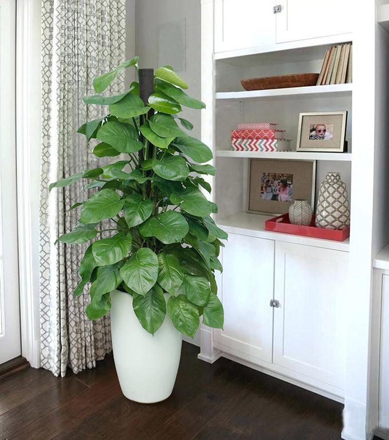 Hình ảnh cây trầu bà cột