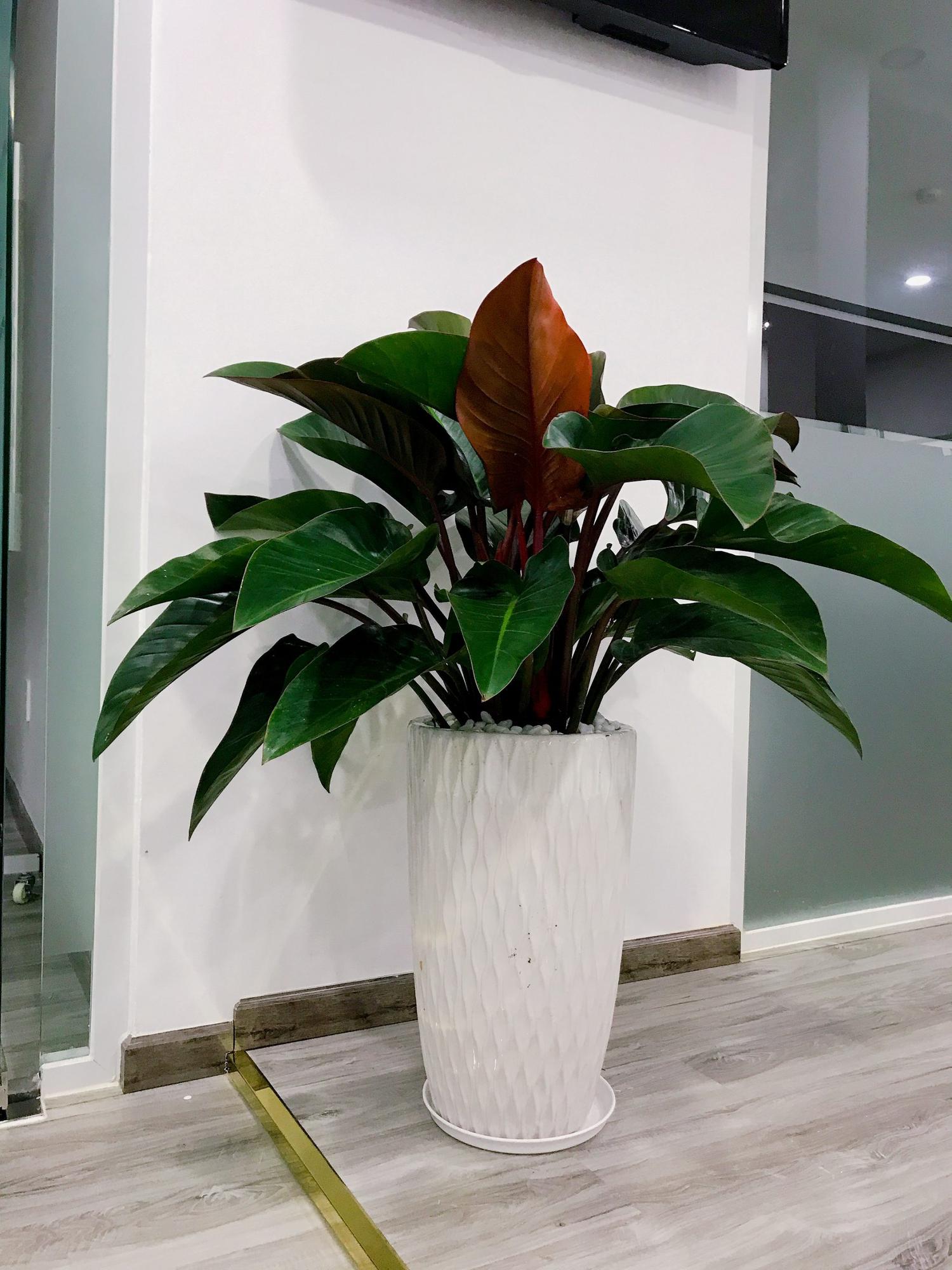 Chậu cây trầu bà đế vương