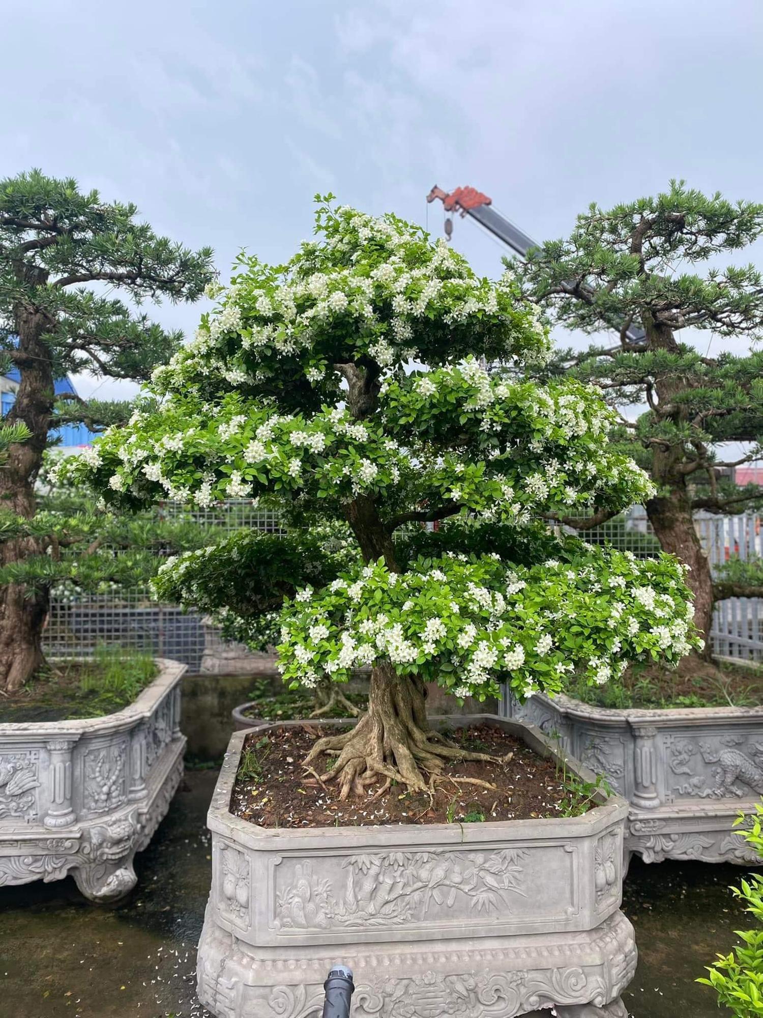 Hình ảnh một chậu cây nguyệt quế đang nở hoa và có dáng đẹp