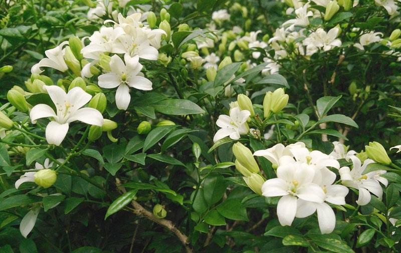 Cây nguyệt quế hợp nhất với mệnh Hỏa