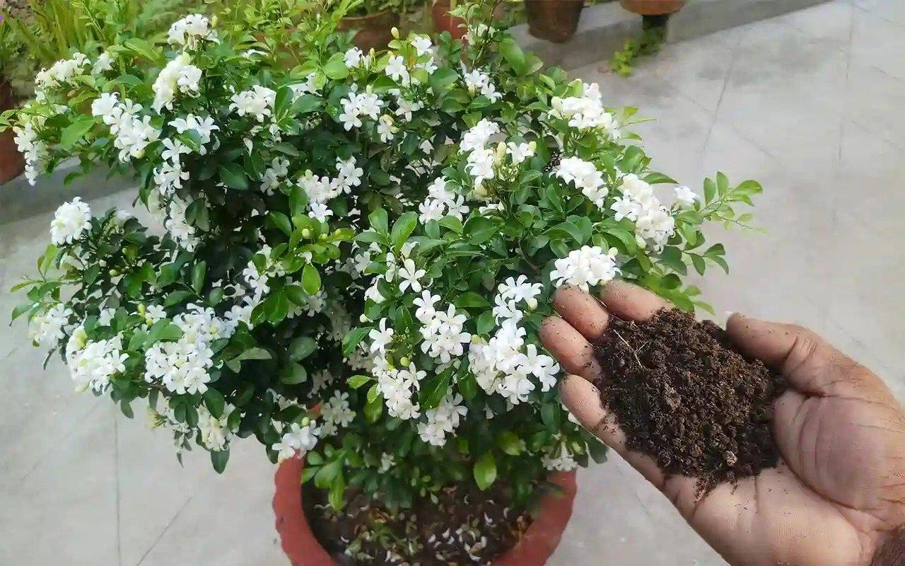 Nguyệt quế ưa đất tơi xốp, dễ thoát nước.