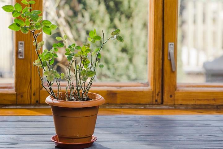 Cây trồng trong nhà, trước nhà nên được chăm sóc, cắt tỉa thường xuyên
