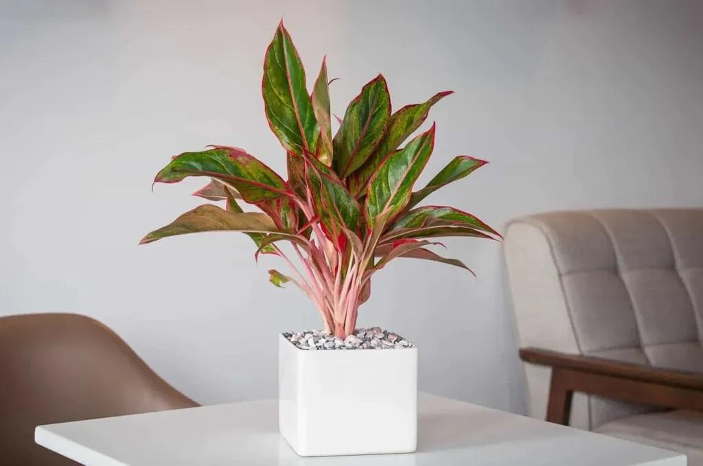 Chậu cây Phú Quý xanh tốt được đặt ở phòng khách