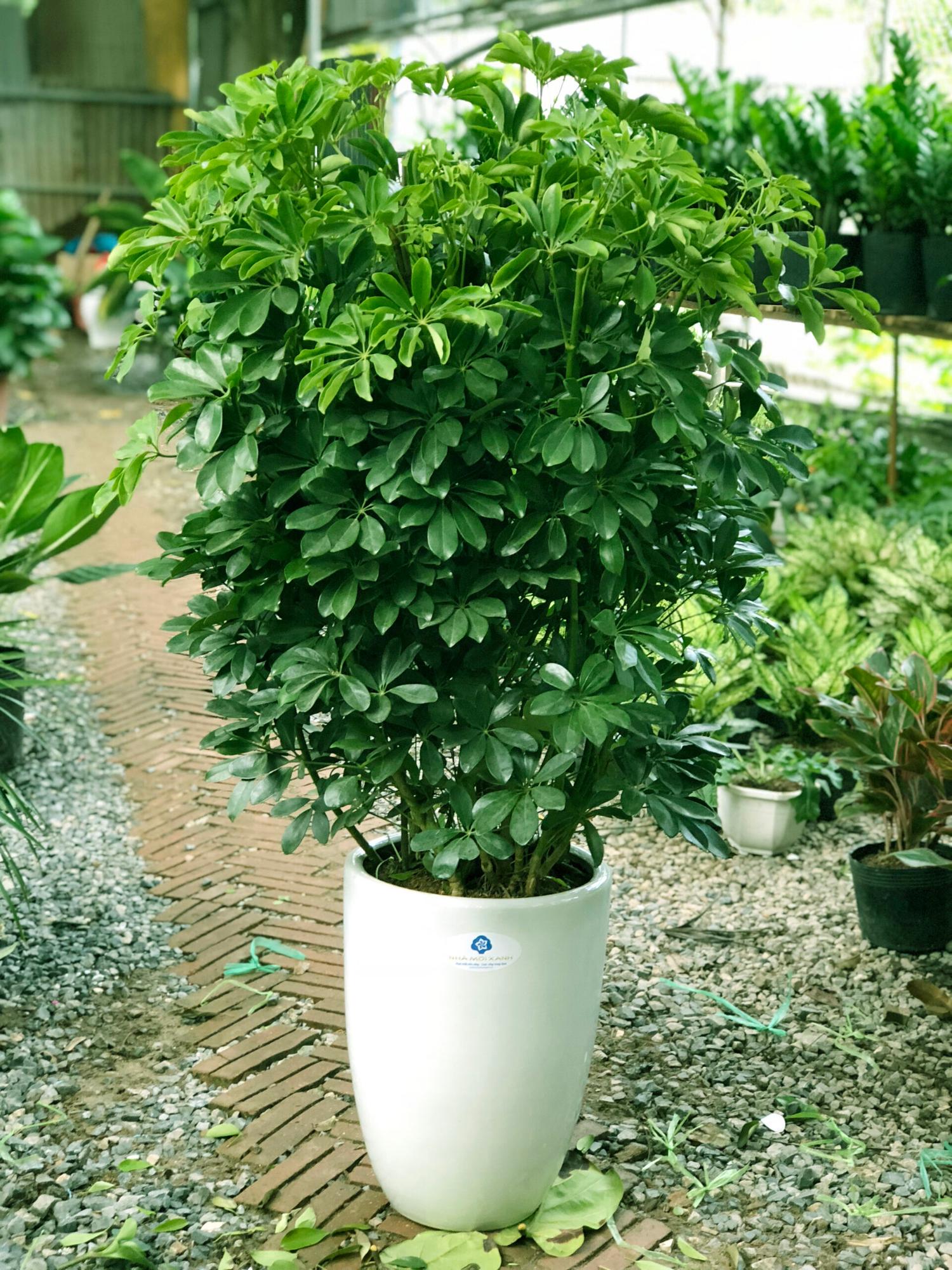 Hình ảnh chậu cây ngũ gia bì xanh tốt