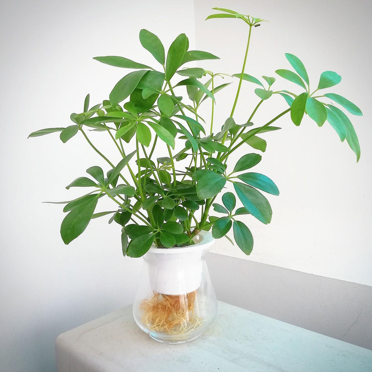 Cây ngũ gia bì trồng dưới dạng thủy sinh