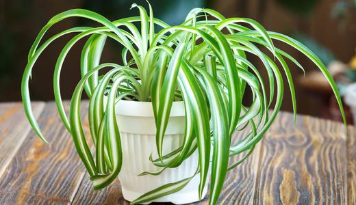 Cara menanam dan menjaga spider plant