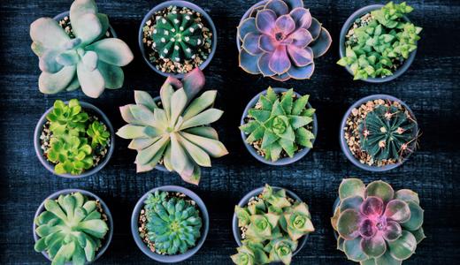 最适合种在家里的6中多肉植物
