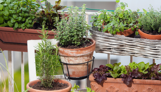 11 cheap and fail-proof edible plants you can grow on your balcony garden