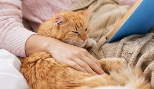 6 cat personalities you will love to welcome into your home
