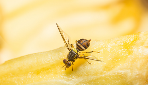 How to get rid of fruit fly at home in 5 simple steps