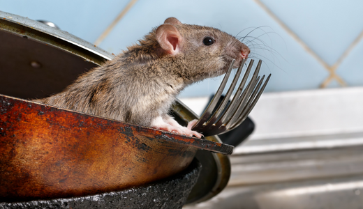 How to get rid of mice and prevent them from coming back
