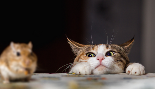 如何摆脱老鼠并防止它们再回来