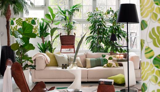 8 best air-purifying indoor plants for your home