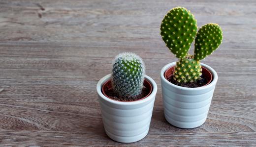 6 jenis pokok sukulen yang boleh ditanam di rumah