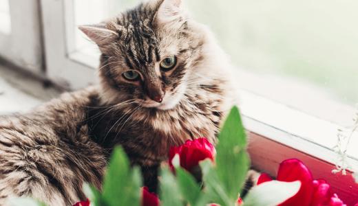 10 non-toxic indoor plants for cats