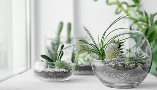 6 best succulents to grow at home