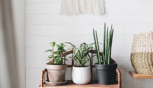 How to grow and care for snake plant (sansevieria trifasciata)