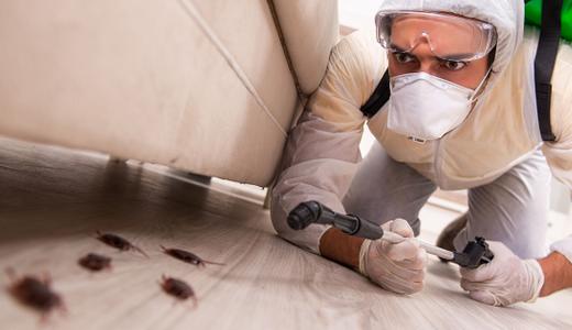 Pest control for houses in Malaysia: know when it’s time to call an expert