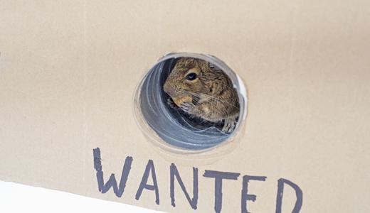 13 Cara halau tikus dari rumah dengan berkesan