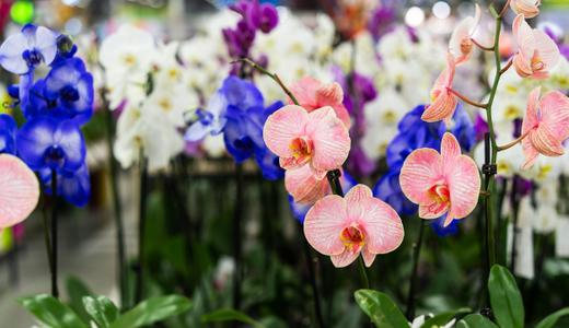 7 kedai nurseri yang terbaik di KL bagi keperluan tanaman anda