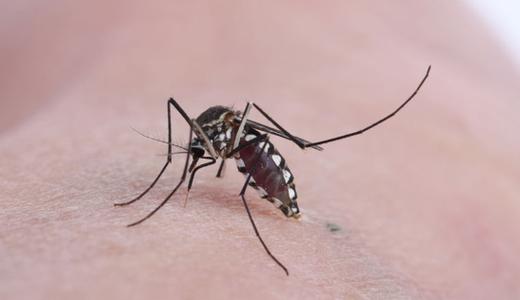 12 most effective mosquito repellent plants for your home