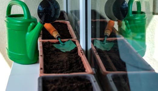 11 tanaman yang menguntungkan dan mudah ditanam semula di balkoni