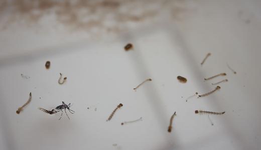 17 cara hapuskan jentik-jentik dan cegah pembiakan nyamuk Aedes di rumah