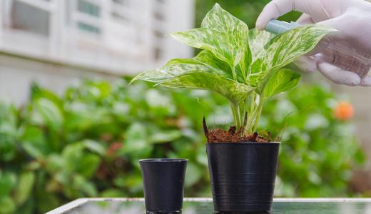 How to grow a low-cost and minimal care money plant