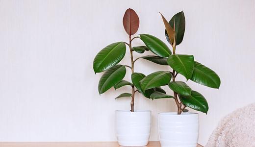 Rubber Plant (Ficus Elastica): How to Grow and Care for It