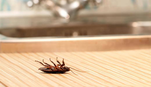 摆脱蟑螂的5个方法