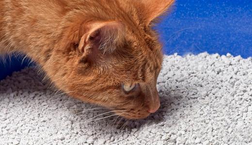 12 cara elak kucing kencing merata dan hapuskan bau hancing