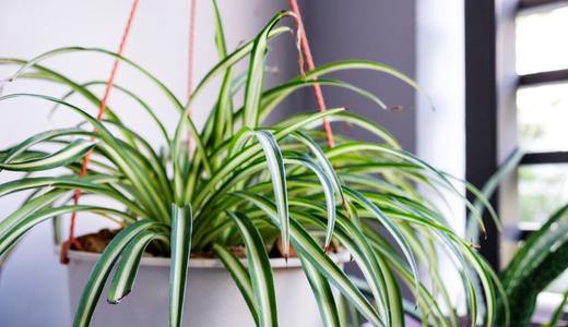 How to grow and care for spider plant