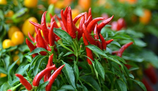 Tips untuk pastikan tanaman cili padi anda subur