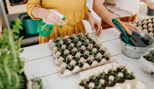 Cara tanam, jaga dan petik daun rosemary di Malaysia