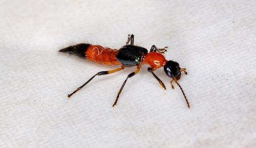 How do you keep Charlie ants away from your home?