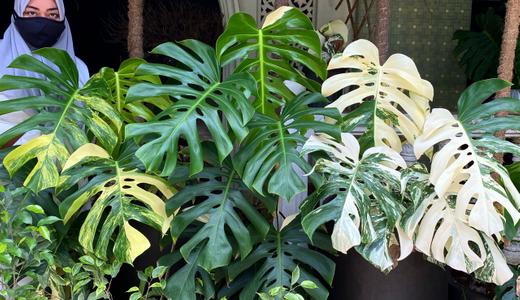 Kisah tiga pokok Monstera bernilai RM50,000 hilang dicuri tarik perhatian ramai