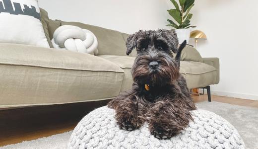 Keeping Pets in Singapore: 5 Extra Costs and Considerations for Your New Home (2023)