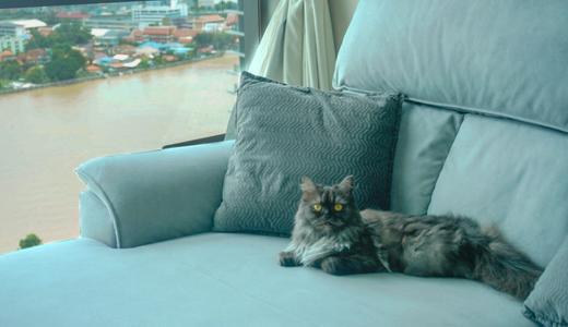 Fur baby boom: Can Bangkok be deemed as a pet-friendly city?