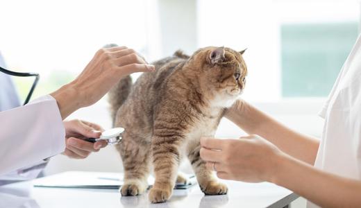 โรงพยาบาลสัตว์ ใกล้บ้านสำคัญแค่ไหน ส่อง 5 ทำเลที่ Pet Lovers ห้ามพลาด