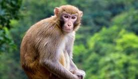 2004 Mệnh Gì? Xem Hướng Nhà, Tuổi Làm Nhà, Tuổi Hợp Kết Hôn