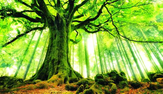 Bình Địa Mộc Là Gì? Giải Mã Ý Nghĩa Và Năm Sinh Theo Phong Thủy