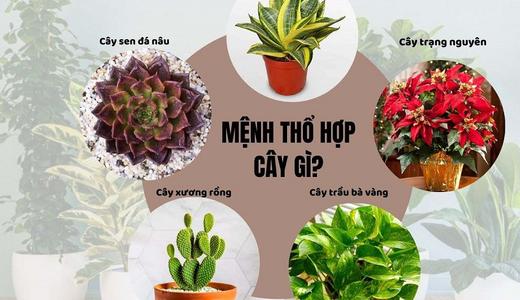 Người Mệnh Thổ Nên Trồng Cây Gì Trong Nhà Để Xua Đuổi Tà Khí, Rước Đón Tài Lộc?