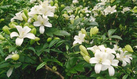 Cây Nguyệt Quế Hợp Mệnh Gì? Cách Trồng Và Chăm Sóc Để Rước Tài Lộc, May Mắn