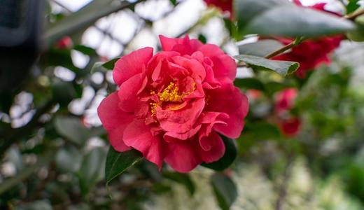 Hoa Mẫu Đơn Hợp Mệnh Gì? Một Số Lưu Ý Khi Trồng Hoa Mẫu Đơn Để Mang Lại Tài Lộc Và Thịnh Vượng