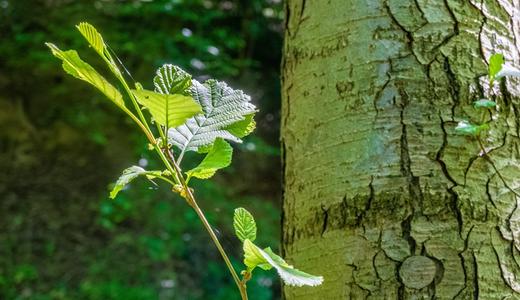 Tổng Hợp Các Loại Mệnh Mộc Trong Ngũ Hành: Đặc Điểm Và Ứng Dụng Phong Thủy