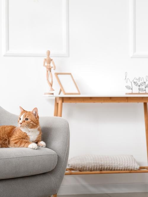 เลี้ยงสัตว์ในคอนโด 5 ข้อควรรู้ก่อนตัดสินใจ