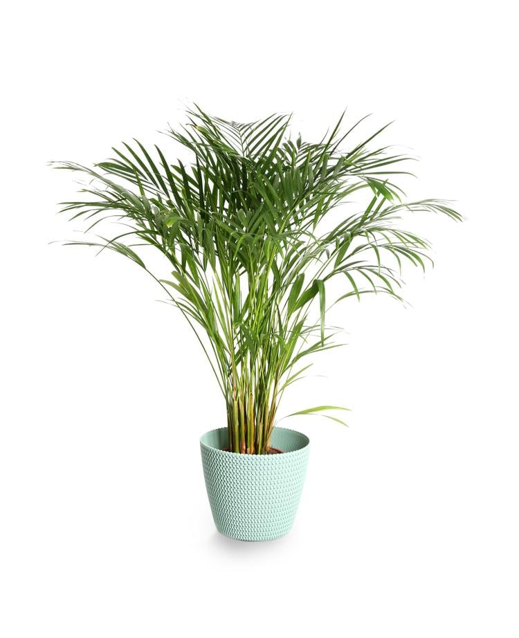 Areca palm indoor plants