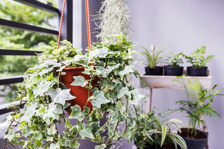 english ivy indoor plants