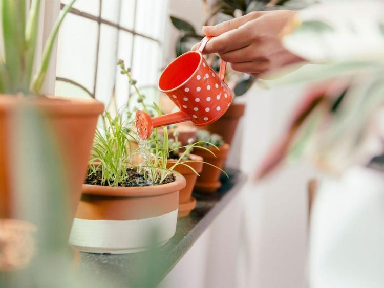 Mistake 5: Not looking after your indoor plants’ hygiene