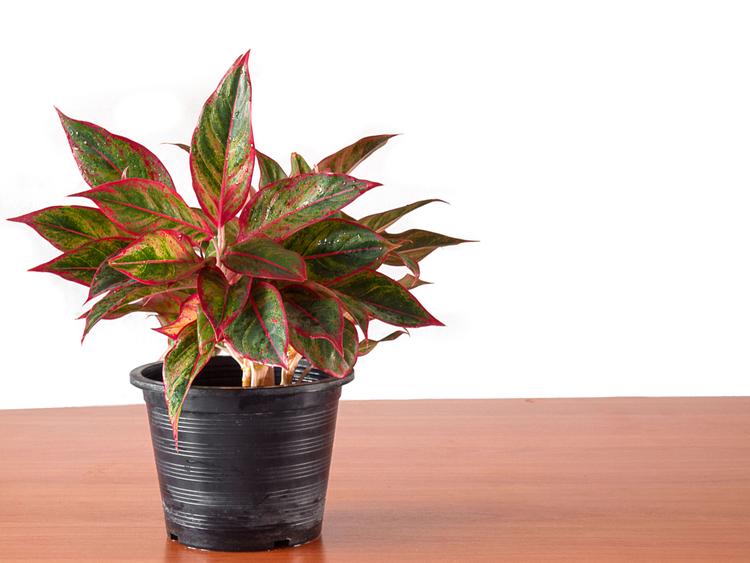 Chinese Evergreen (Aglaonema) is popular for its low maintenance. Darker coloured variants require less sunlight while lighter coloured variants require a little more sun.